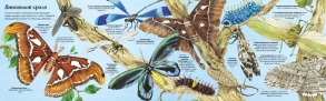 Велика книга комах і не тільки. Фото 3