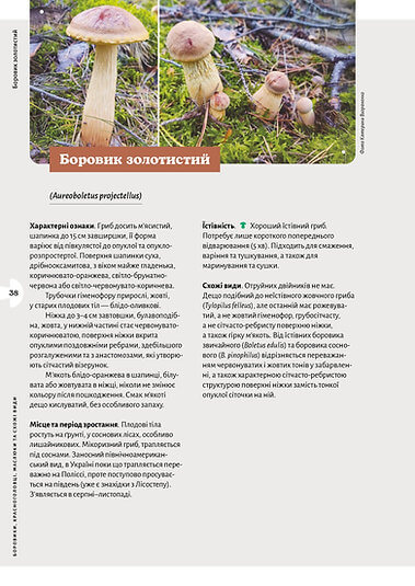Як і де збирати гриби. Фото 8