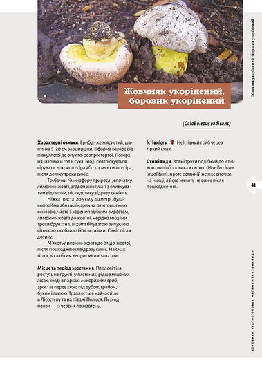 Як і де збирати гриби. Фото 6