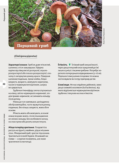 Як і де збирати гриби. Фото 10