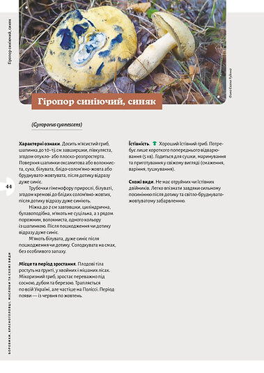 Як і де збирати гриби. Фото 9