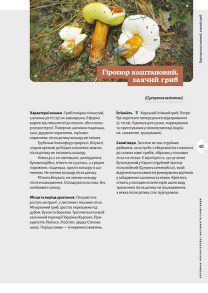 Як і де збирати гриби. Фото 7