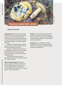 Як і де збирати гриби. Фото 9